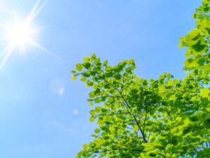 青空に輝く太陽と鮮やかな新緑の木の葉